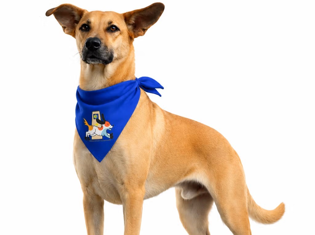 Asociación APACA, protectora de animales